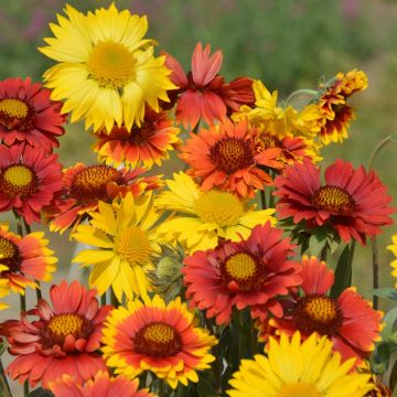 Gaillardia Grandiflora Mix