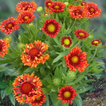 Gaillardia x grandiflora Fanfare Blaze - Blanket Flower