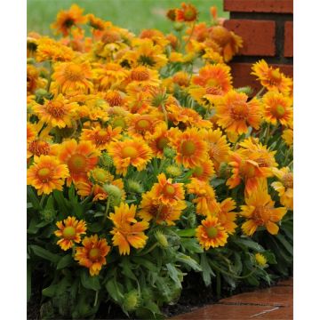 Gaillardia Arizona Apricot - Beautiful Blanket Flower Plants