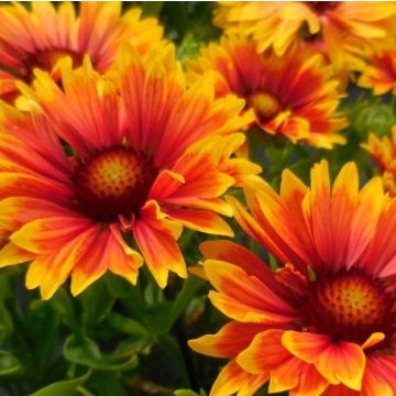 Gaillardia x grandiflora Sunset Orange - Blanket Flower