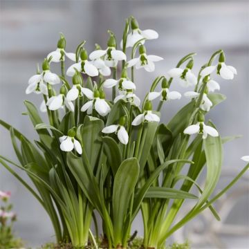 Snowdrops - Galanthus elwesii BELUGA - RARE variety