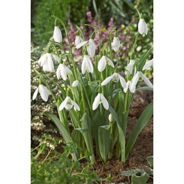 Galanthus elwesii 'Snowdrop' - Pack of 15 Bulbs