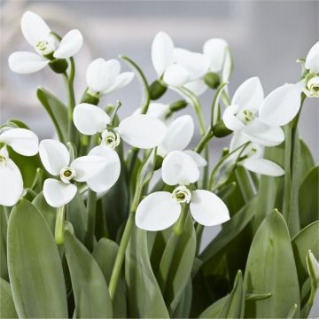 Snowdrops - Galanthus nivalis POLAR BEAR - RARE variety