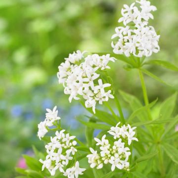 Galium Odoratum - Sweet Woodruff