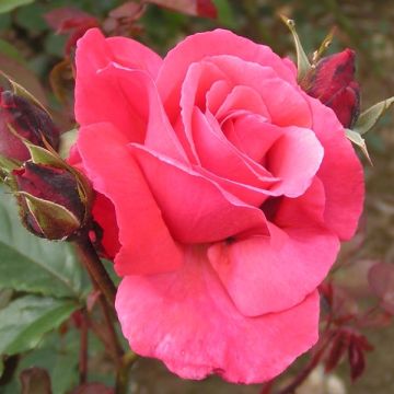 Climbing Rose Galway Bay