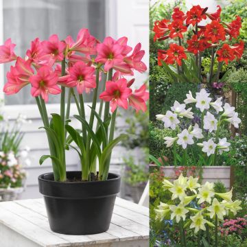 Amaryllis - Hippeastrum Bulb