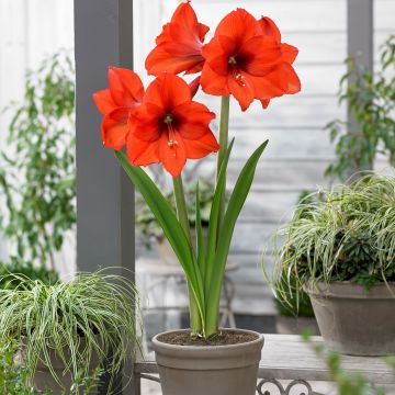 WINTER SALE - Amaryllis - Orange Queen - Hippeastrum