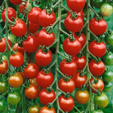 Tomato Plant (Cherry) Gardeners Delight