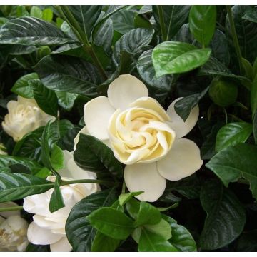 Fabulously Fragrant mini Gardenia in Bud