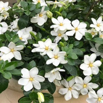 Fabulously Fragrant 'Klems Hardy' Gardenia in Bud