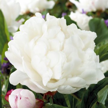 Paeonia lactiflora - Peony - Gardenia