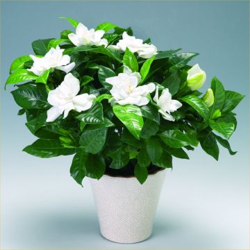 Fabulously Fragrant 'Crown Jewel' Gardenia in Bud