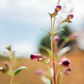 Verbascum phoeniceum Plum Smokey