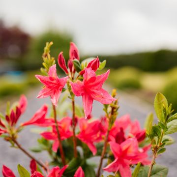 Rhododendron (Azalea) Knaphill 'Rose'