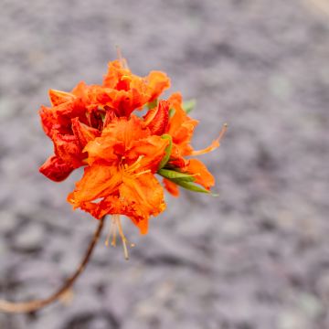 Rhododendron (Azalea) Knaphill Gibraltar