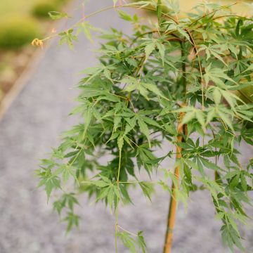 Acer palmatum 'Cascade Emerald'