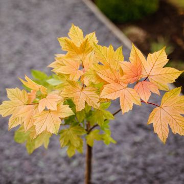 Acer pseudoplatanus 'Brilliantissimum'