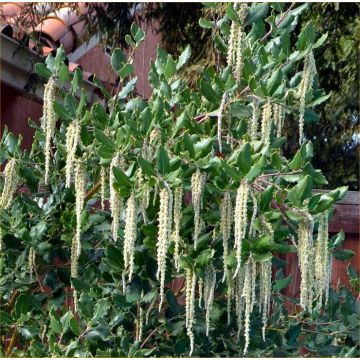 Garrya elliptica James Roof - Silk-tassel Bush