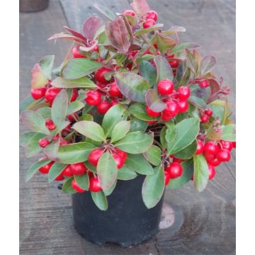 Gaultheria procumbens - Partridge Berry ground cover Shrub - Pack of THREE Plants