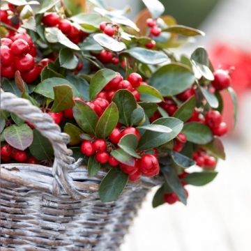Gaultheria procumbens - Festive Tea Berry