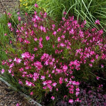 Gaura lindheimeri Belleza® Pink