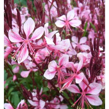 Gaura lindheimeri 'Cherry Brandy'