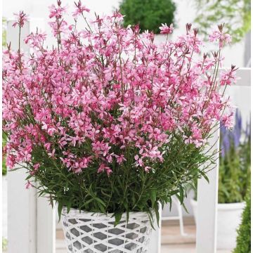 Gaura lindheimeri Gambit Compact Pink