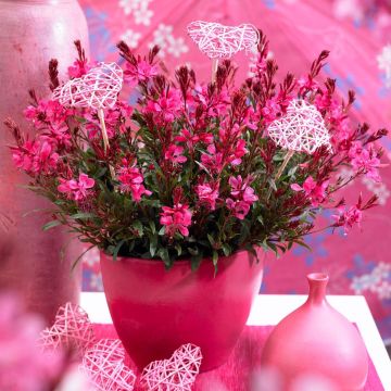 Gaura lindheimeri 'Gaudi Red' - In Bud & Bloom