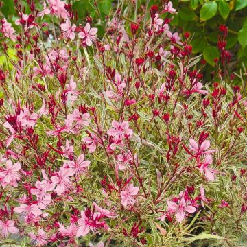 Gaura lindheimeri Passionate Rainbow