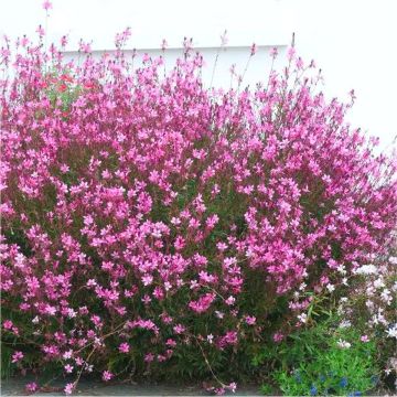 Gaura lindheimeri Belleza Pink - In Bud & Bloom