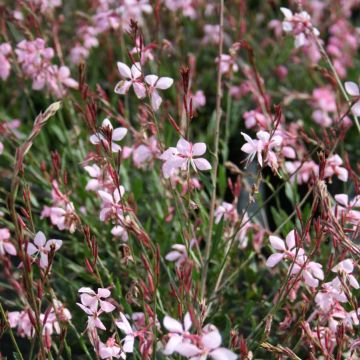 Gaura lindheimeri 'Pink Fountain'