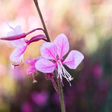 Gaura lindheimeri Rosy Jane Gaura lindheimeri Rosy Jane