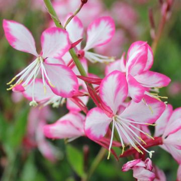 Gaura lindheimeri Rosy Jane