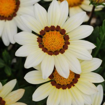 Gazania New Day White