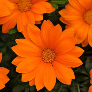 Gazania New Clear Orange