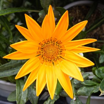 Gazania Orange - Sun Daisy