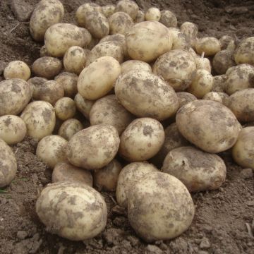 Gemson - 2nd Early Seed Potatoes - Pack of 10