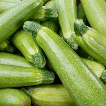Courgette Plant Genovese