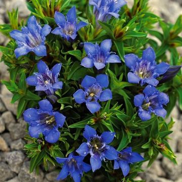 Gentiana septemfida lagodechiana