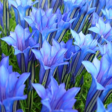 Gentiana sino-ornata - Showy Chinese Blue Gentian