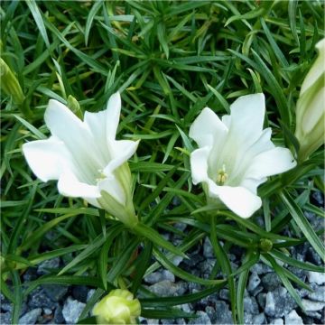 Gentiana sino-ornata alba - Showy Chinese White Gentian