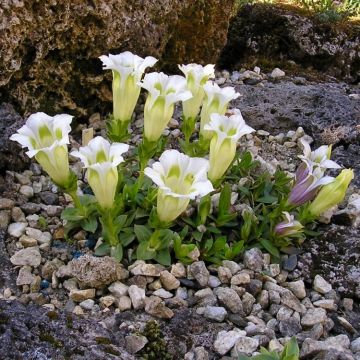 Gentiana scabra Alba - White Gentian