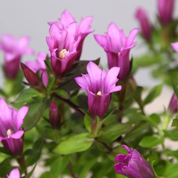 Gentiana scabra 'Rose Pink' - Soft Pink Flowering Gentian Plant