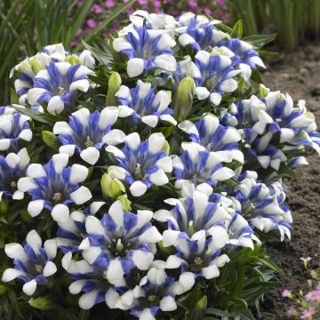 Gentiana Royal Stripes - Blue and White Bicolour Gentian