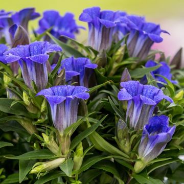 Gentian Little Diamond Diana - Gentiana pyramidalis Plant