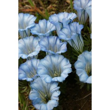 Gentiana Mariska - Baby Blue Gentian