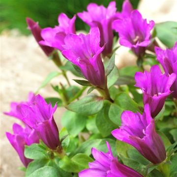 Gentiana scabra Little Pinkie - Pink-Purple Gentian Plant