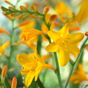 Crocosmia x crocosmiiflora "George Davidson"