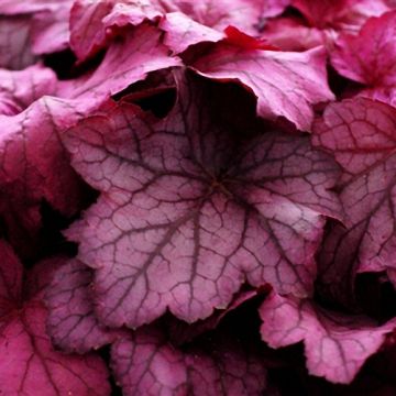 Heuchera Georgia Plum