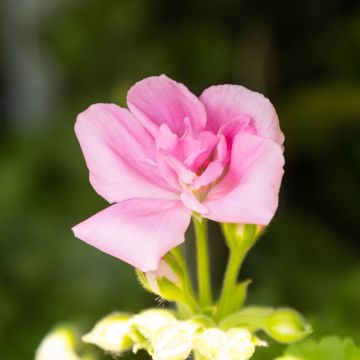 Geranium Pink 'Sel Goesta'